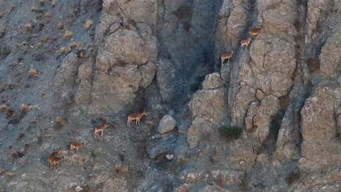 Erzincan'da Yaban Keçileri Görüntülendi