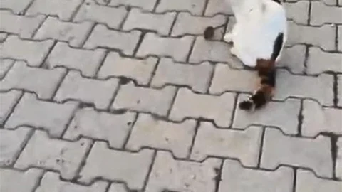 Elazığ'da Kedi ve Fare Oyunu
