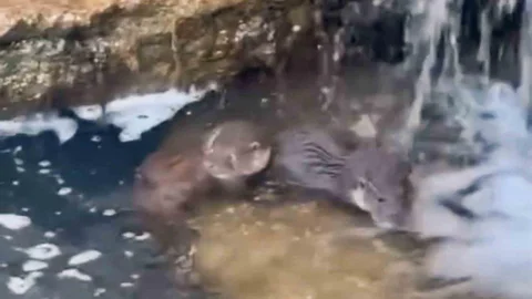 Hakkari’de Nadir Su Samuru Yavruları Görüntülendi