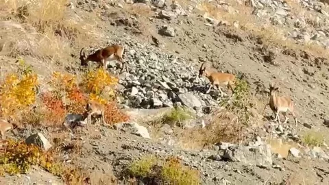 Elazığ'da Dağ Keçileri Görüntülendi