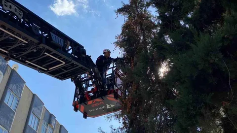 Şanlıurfa'da Mahsur Kalan Kedi Kurtarıldı