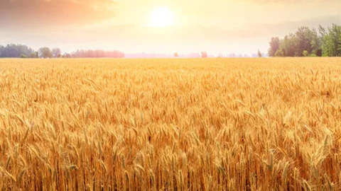 Bakan Yumaklı: Ülkemizin Gıda İhtiyacında Herhangi Bir Risk Oluşması Söz Konusu Değildir