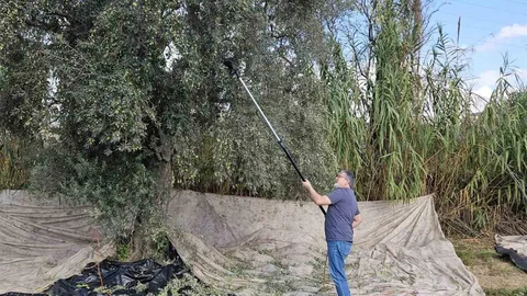Aydın'da Zeytin Hasadı Başladı