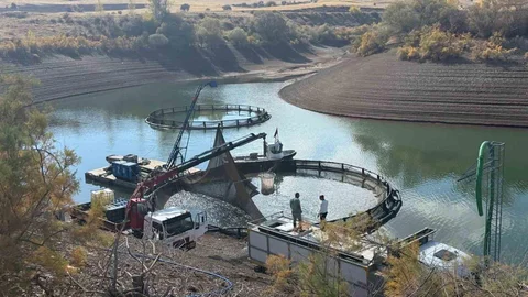 Tercan Baraj Gölü'nde Su Ürünleri Üretimi Artıyor