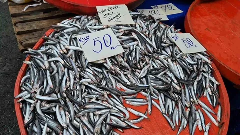 Tekirdağ'da Hamsi Fiyatları Düşüşte