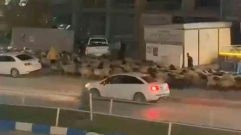 Hakkari'de Koyun Sürüsü Geçişi