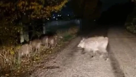 Bolu'da Aç Kalan Domuzlar Yolda Görüntülendi