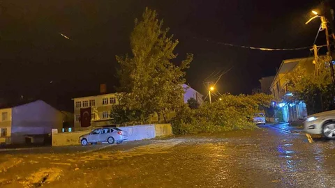 Bitlis'te Rüzgar Ağaç Devirdi