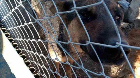 Yozgat’ta Köpeğe Şiddet Olayı