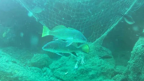 Denizlerde Hayalet Ağ Sorunu: Trabzon'da Çözüm Arayışı