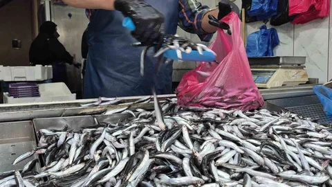 Düzce'de Balık Fiyatları Değişiyor