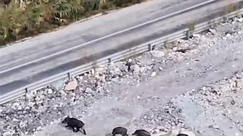 Yüksekova'da Domuz Sürüsü Görüntülendi