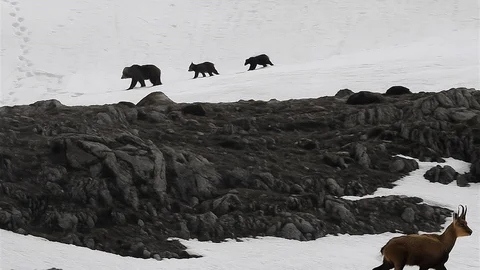 Munzur Dağı'nda Doğanın Mücadelesi