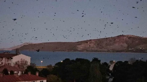 Tatvan'da Karga Gösterisi