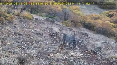 Tunceli'de Vaşak Görüntülendi