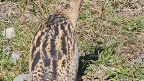 Güney Amerika Balabanı Artvin'de Görüldü