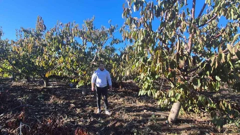 Eskişehir'de Zirai Don Desteği