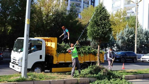Diyarbakır'da Ağaç Budama Çalışmaları Başladı