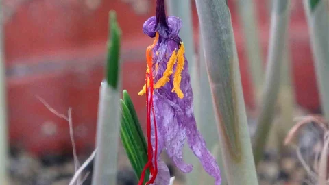 VAN'da Safran Koruma Çalışmaları Devam Ediyor