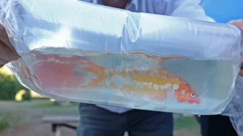 Tayland'dan Balık ve Hayvan İhtali