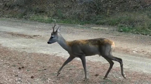 Çankırı'da Karacalar Görüntülendi