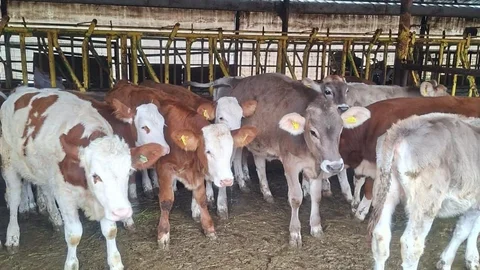 Tekirdağ'da Buzağı Aşılaması