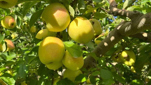 Buldan'da Elma Hasadı Bereketli Geçiyor