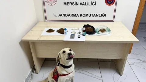 Erdemli'de Jandarma Operasyonu: 5 Şüpheli, 1.84 Kilo Bonzai ve Amfetaminle Tutuklandı!