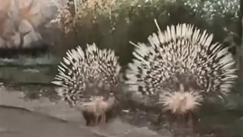 Menteşe'de Oklu Kirpiler Görüntülendi