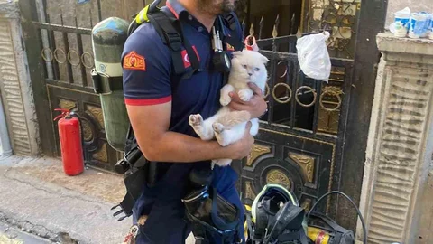 Siirt'te Yangında Mahsur Kalan Kedi Kurtarıldı