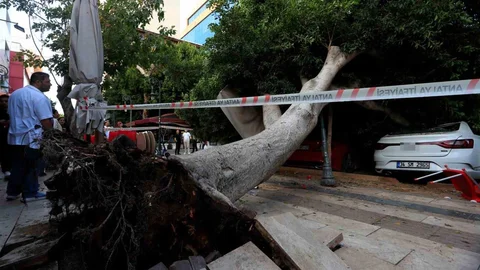 Antalya'da Devrilen Ağaç Facianın Eşiğinden Döndü