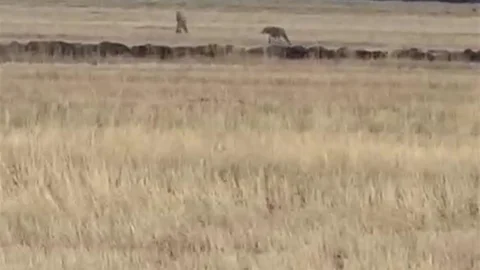 Kars'ta Kurt Sürüsü Görüntülendi