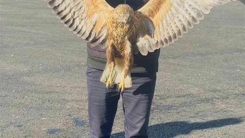 Yüksekova'da Yaralı Baykuş Tedavi Edildi