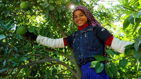 Adana’da Portakal Hasadı Başladı