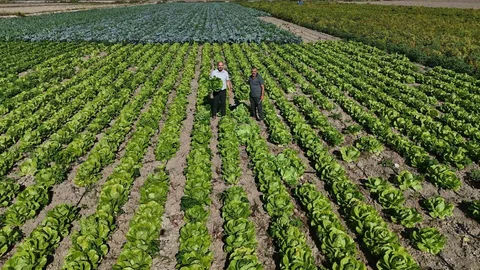 Amik Ovası’nda Marul Hasadı Başladı