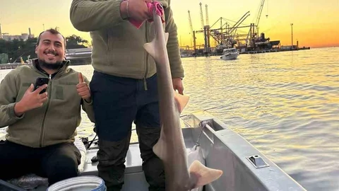 Gemlik'te Köpek Balığı Oltaya Takıldı