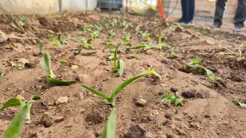 Afyonkarahisar'da Kadın Çiftçilere Fide Desteği