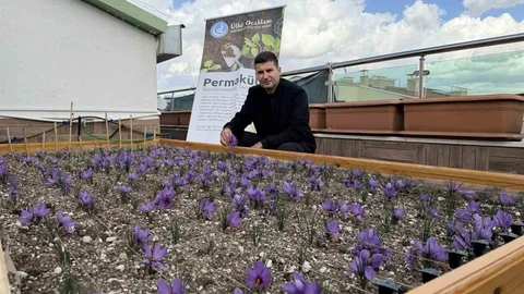 İzmir'de Safran Hasadı Yapıldı