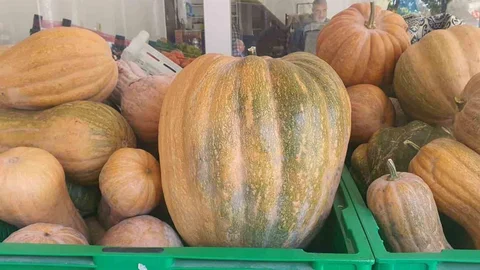 Palu'da Dev Kabaklar Yetişiyor