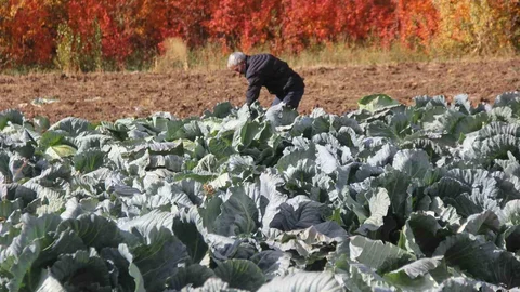 Sivas'ta Ata Tohumu Hasadı Başladı