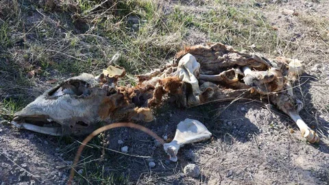Nevşehir'de Boş Arazide 8 Buzağı Kadavrası Bulundu
