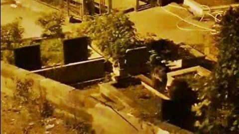 Zonguldak'ta İki Ayı Yavrusu Görüntülendi