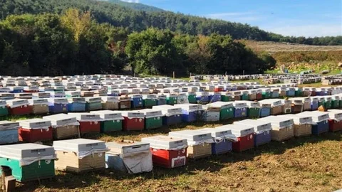 Söke'de Arılı Kovan Tespiti Yapıldı