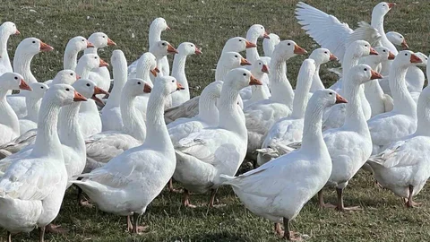 Kars’ta Kaz Kesim Sezonu Başladı