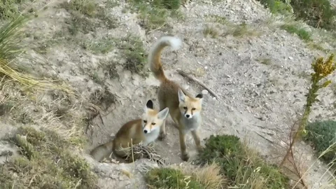 Erzincan'da Sevimli Tilki Ailesi