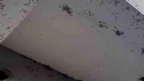 Siirt'te Sinek İstilasına Dikkat!