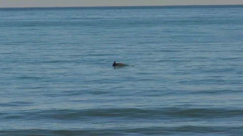 Ordu'da Yunusların Görsel Şöleni