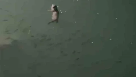 Tunceli'de Su Samuru Görüntülendi