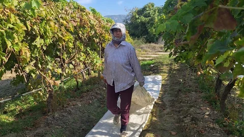 Sarıgöl'de Üzüm Hasadı Hazırlıkları Başladı