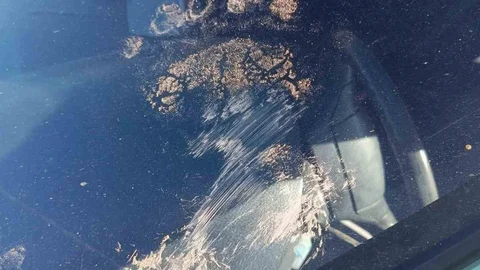 Gümüşhane'de Ayı Araç Saldırısı